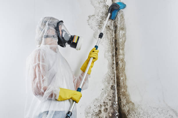 Best Office Mold Removal Services  in Ridgefield, NJ