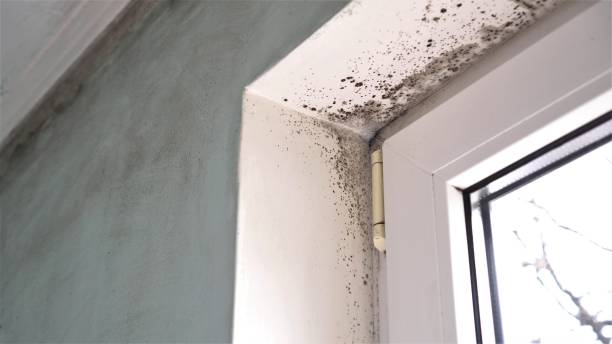 Professional Mold Removal in Ridgefield, NJ