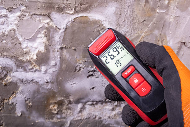 Best Same-Day Mold Removal  in Ridgefield, NJ