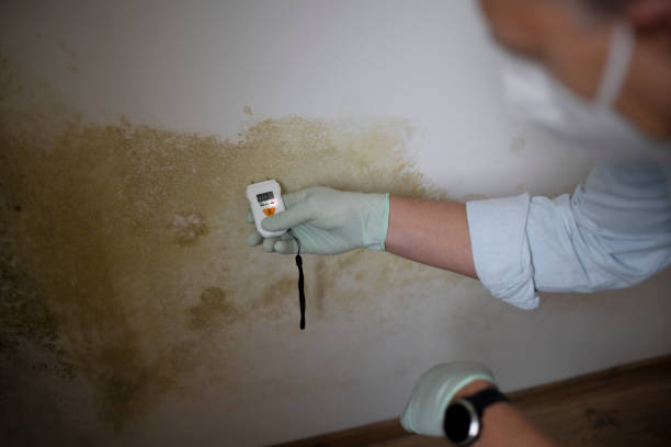 Best Emergency Mold Removal  in Ridgefield, NJ