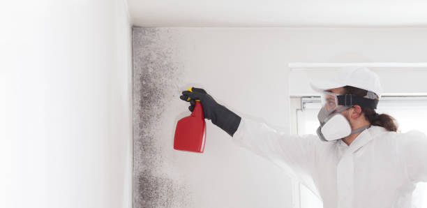 Best Affordable Mold Removal  in Ridgefield, NJ