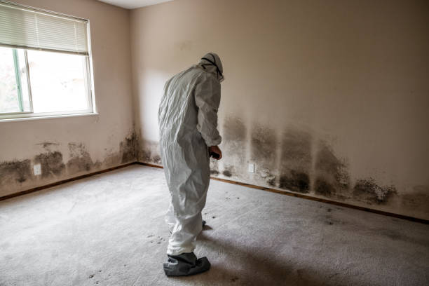 Best Same-Day Mold Removal  in Ridgefield, NJ