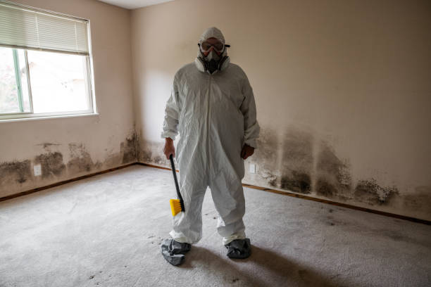 Attic Mold Removal in Ridgefield, NJ