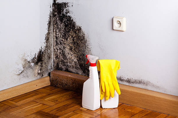 Best Mold Removal Near Me  in Ridgefield, NJ