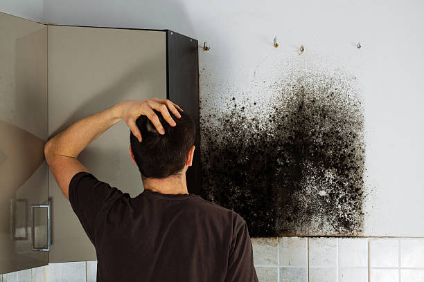 Best Emergency Mold Removal  in Ridgefield, NJ