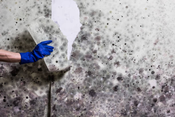 Best Mold Testing  in Ridgefield, NJ
