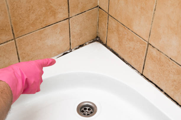 Professional Mold Removal in Ridgefield, NJ